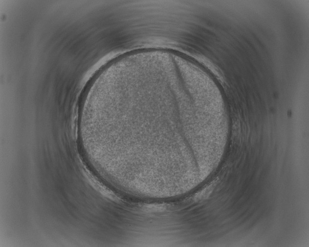 X0000081391126200702020248