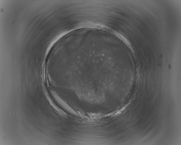 X0000081391128200702020248