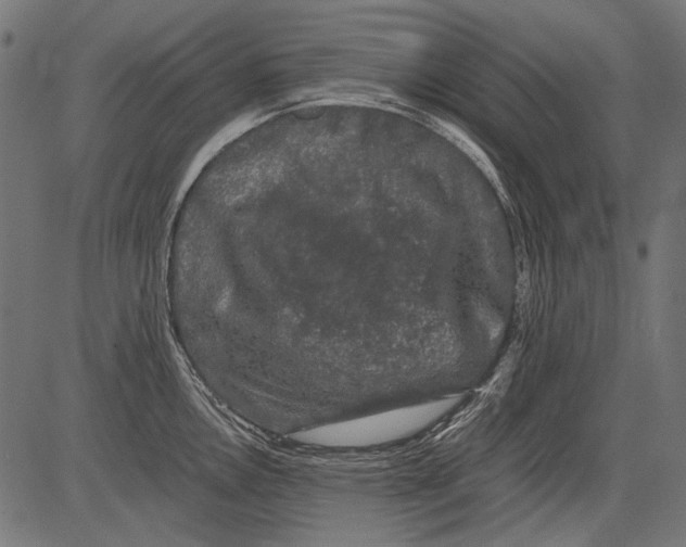 X0000081391146200702020249