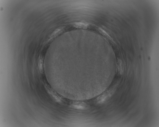 X0000081391154200702020248