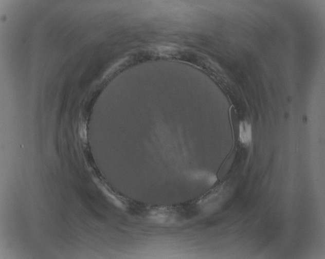 X0000081391155200702020248