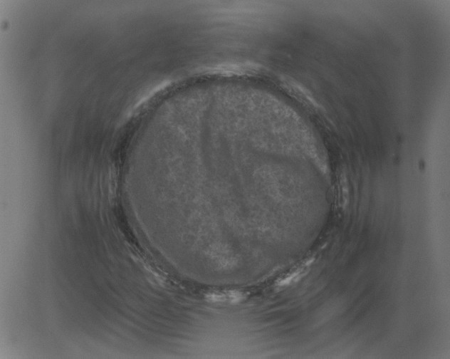 X0000081391158200702020248