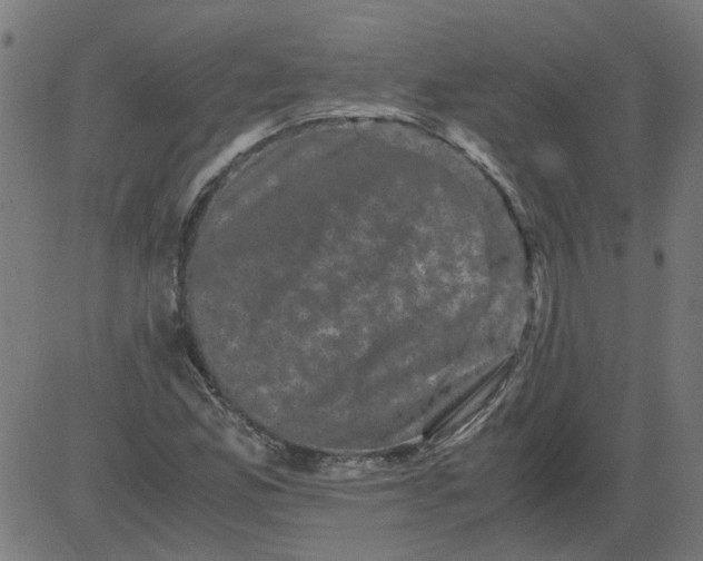 X0000081391165200702020248