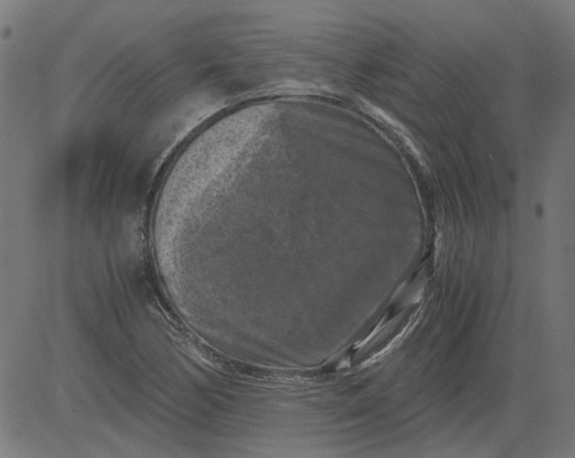 X0000081391170200702020248