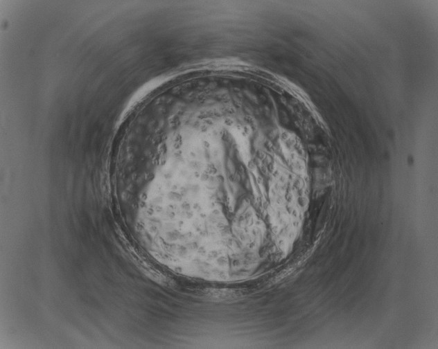 X0000081391176200702020248