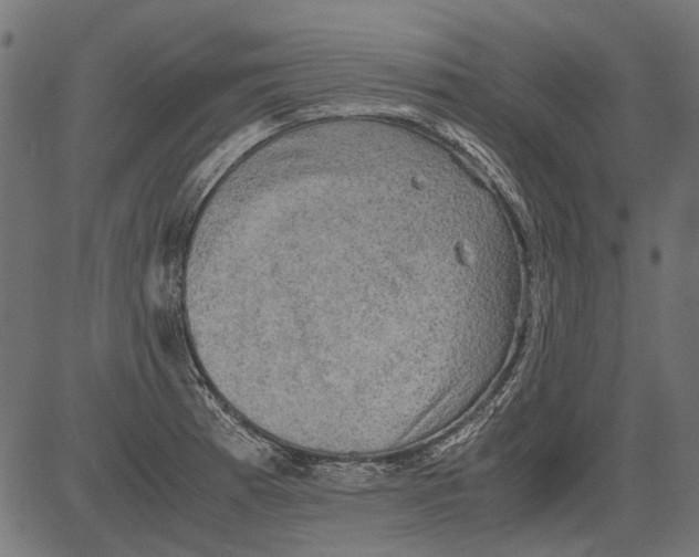 X0000081391185200702020248