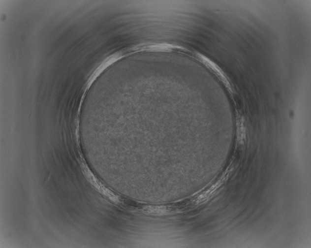 X0000081391194200702020247