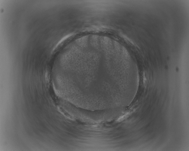 X0000081391206200702020247