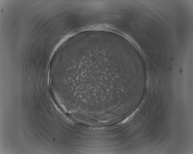 X0000081391224200702020247