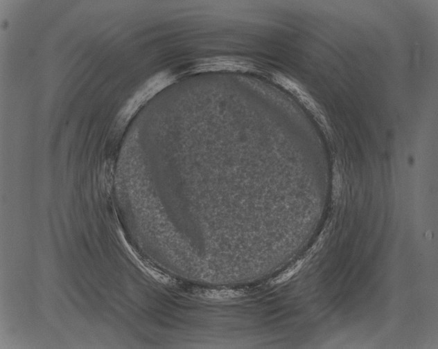 X0000081391233200702020247