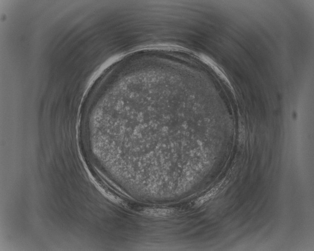 X0000081391237200702020247