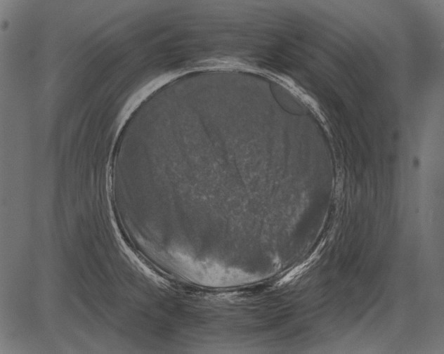 X0000081391239200702020247