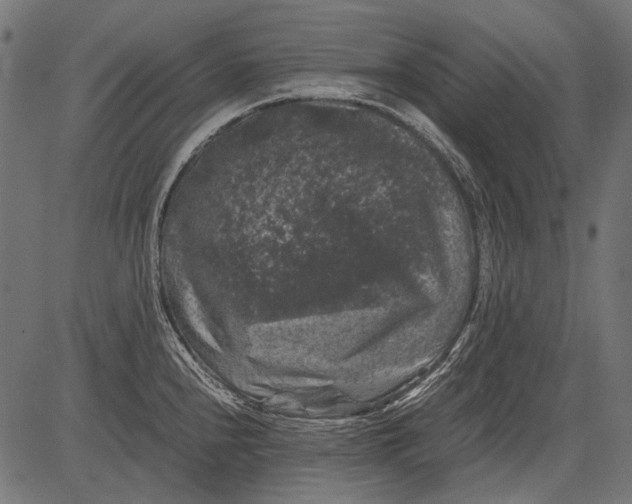 X0000081391240200702020247