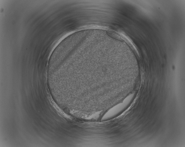 X0000081391244200702020247