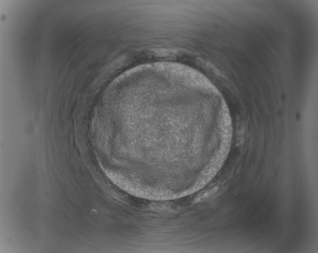 X0000081391249200702020246