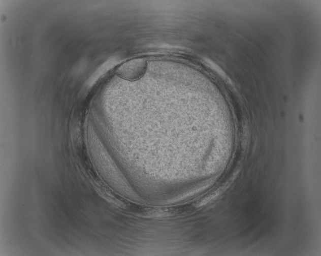 X0000081391259200702020246