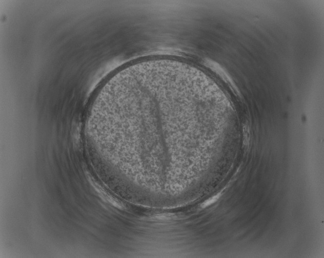 X0000081391260200702020246