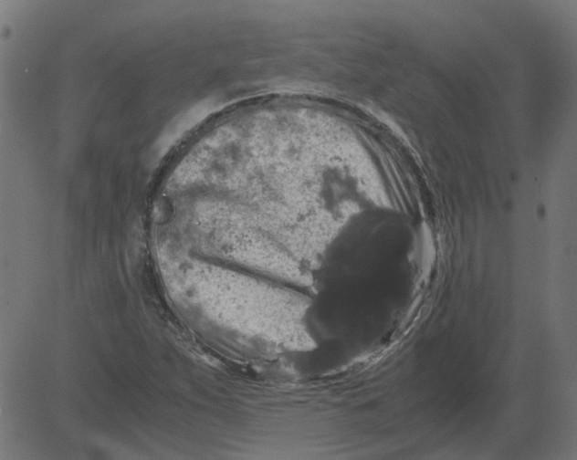 X0000081391263200702020246