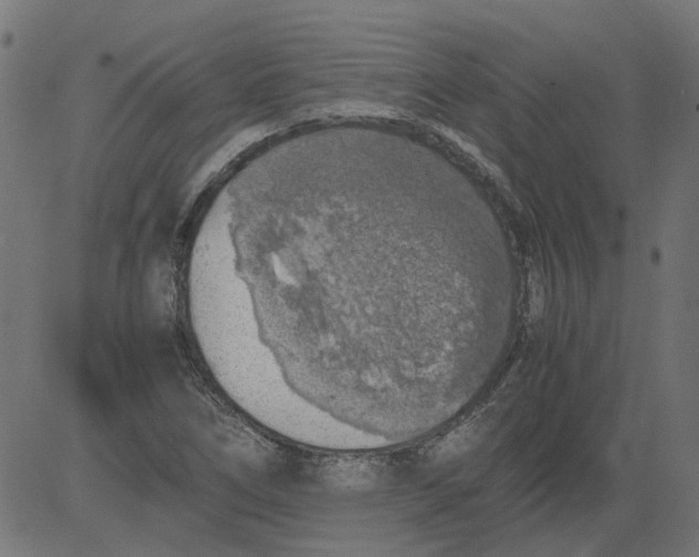 X0000081391266200702020246