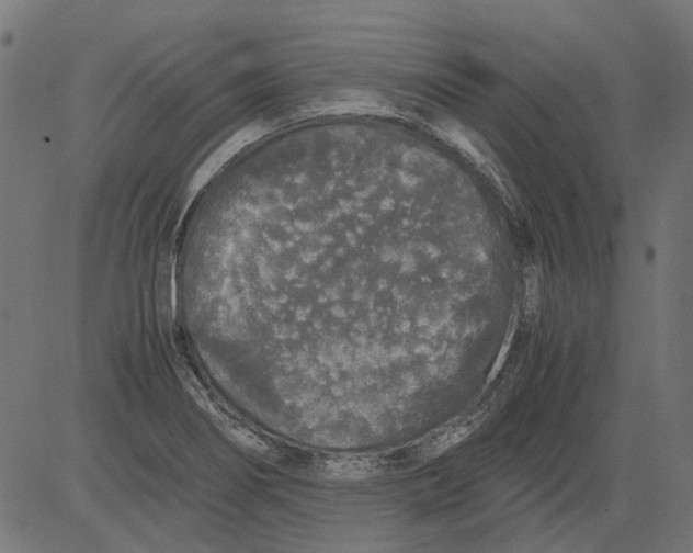 X0000081391274200702020246