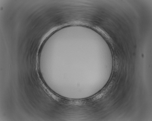 X0000081391286200702020246