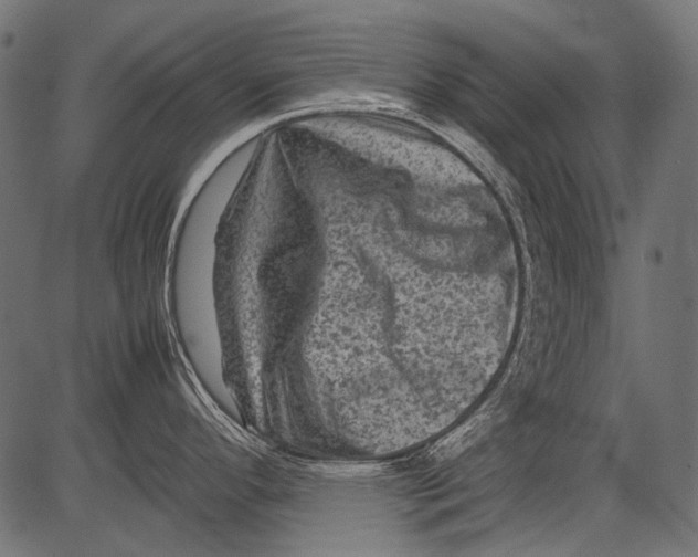 X0000081391296200702020246