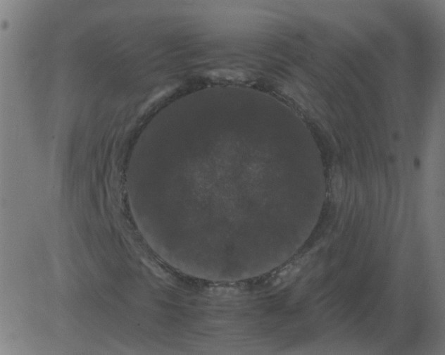 X0000081391297200702020245