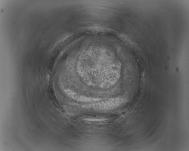 X0000081391302200702020245