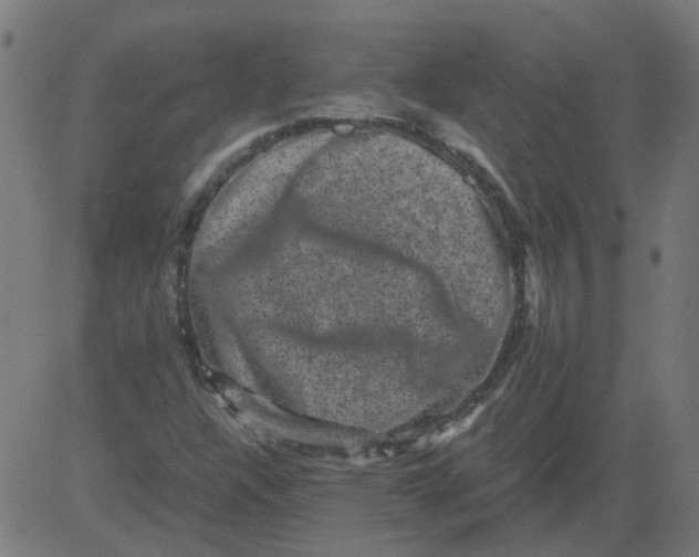 X0000081391304200702020245