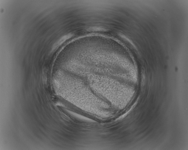 X0000081391305200702020245