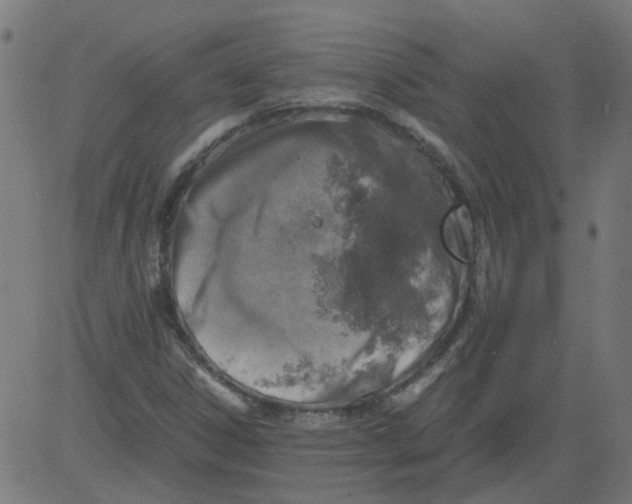 X0000081391306200702020245