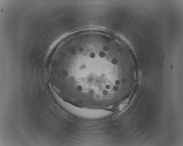 X0000081391310200702020245