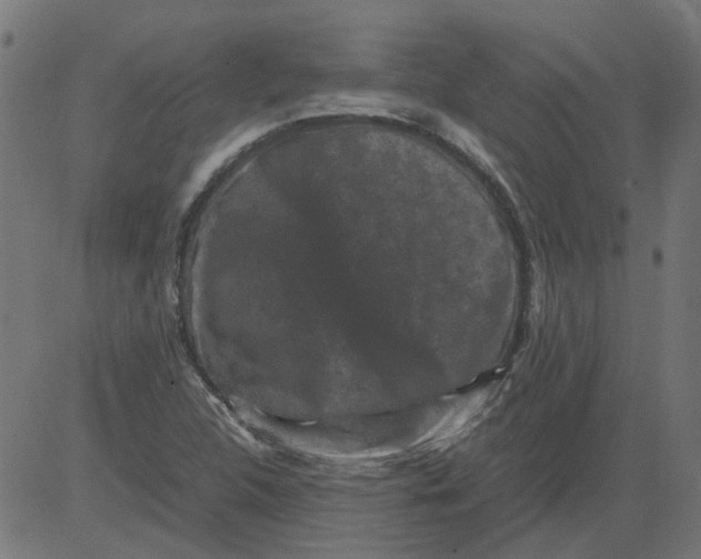 X0000081391312200702020245