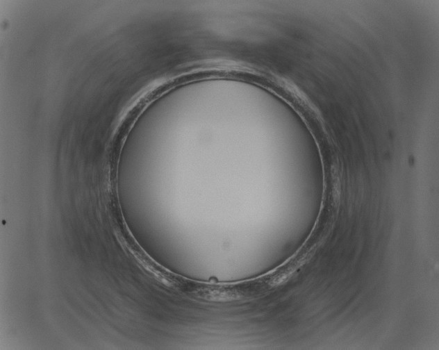 X0000081391318200702020245