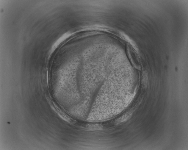 X0000081391320200702020245