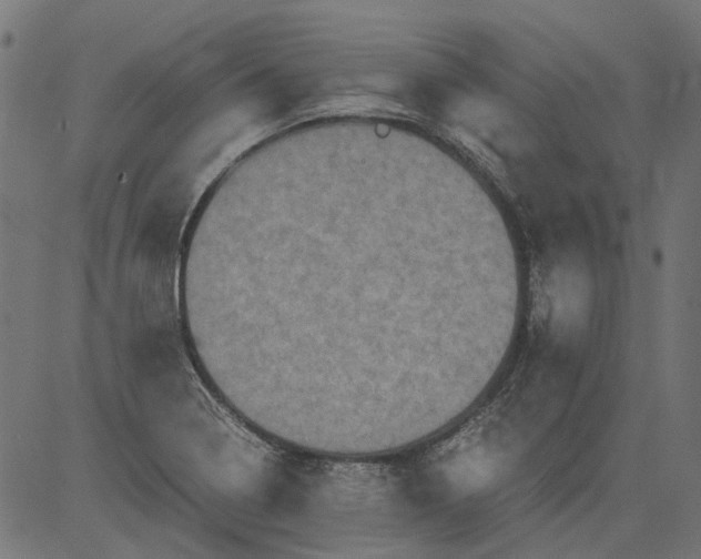 X0000081391322200702020245