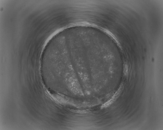 X0000081391326200702020245