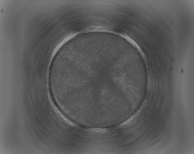 X0000081391333200702020246