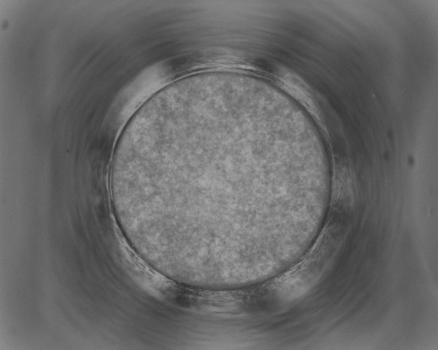 X0000081391338200702020246