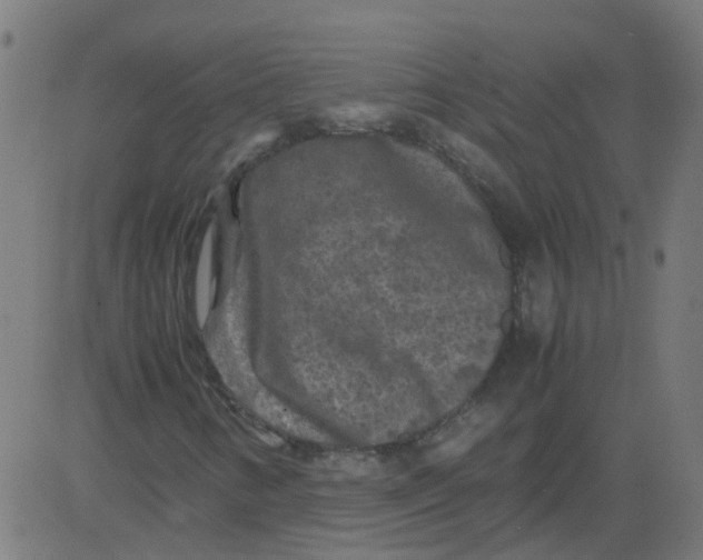 X0000081391346200702020245