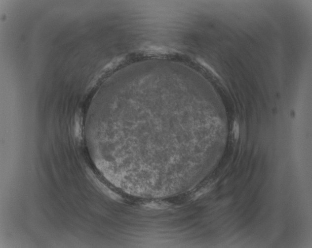 X0000081391348200702020245