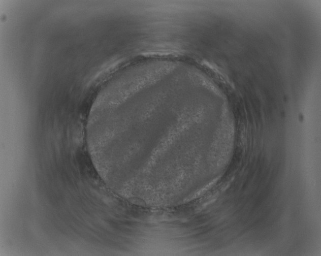 X0000081391350200702020245