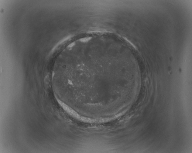 X0000081391351200702020245