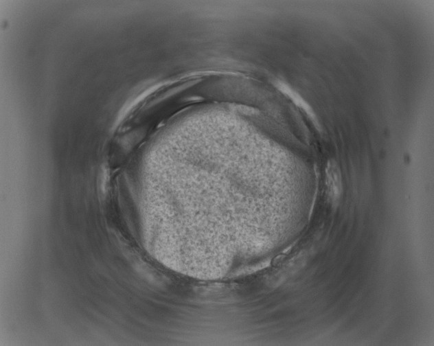 X0000081391352200702020245