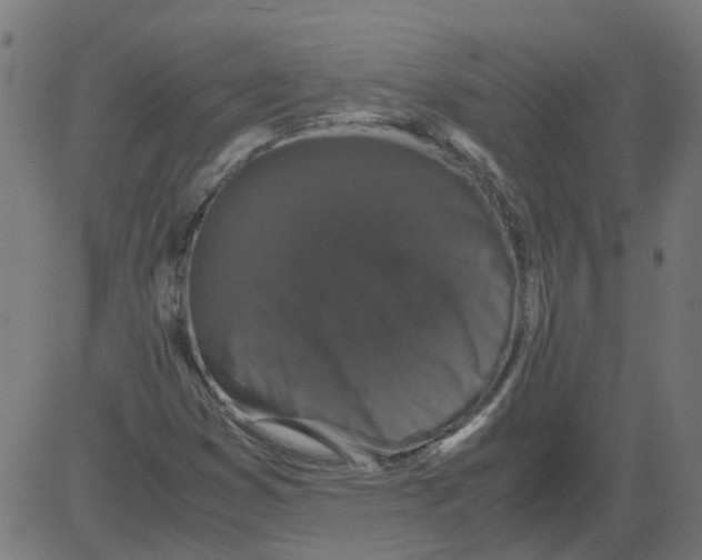 X0000081391353200702020245