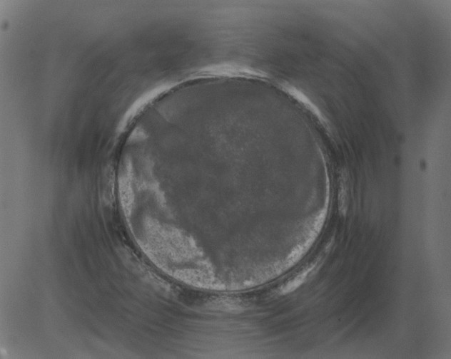 X0000081391358200702020245