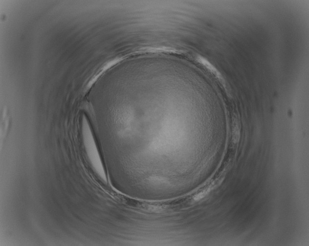 X0000081391361200702020245