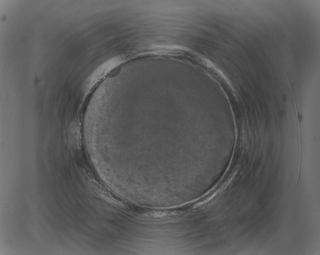 X0000081391362200702020245