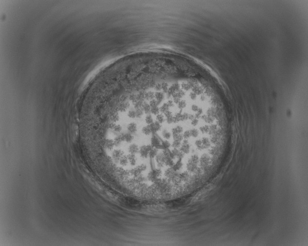 X0000081391363200702020245