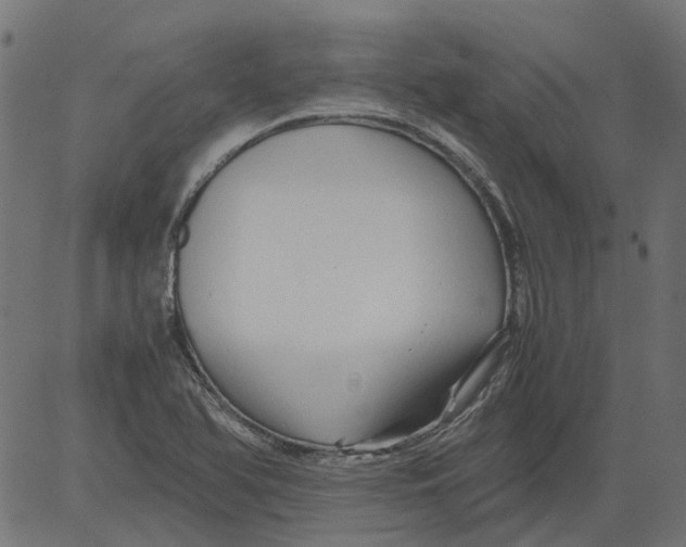 X0000081391366200702020245